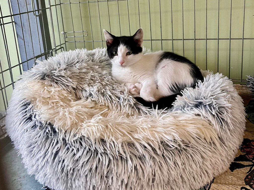 International Cat Day at the Jelgava Animal Shelter “Cat House”