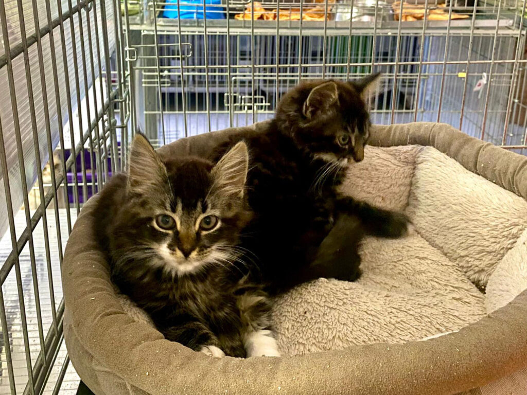 International Cat Day at the Jelgava Animal Shelter “Cat House”